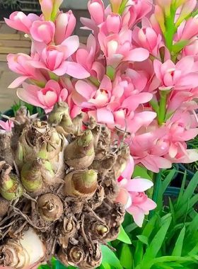 Wan Xiang Yu Seed Ball Double petaled Pure White Perennial