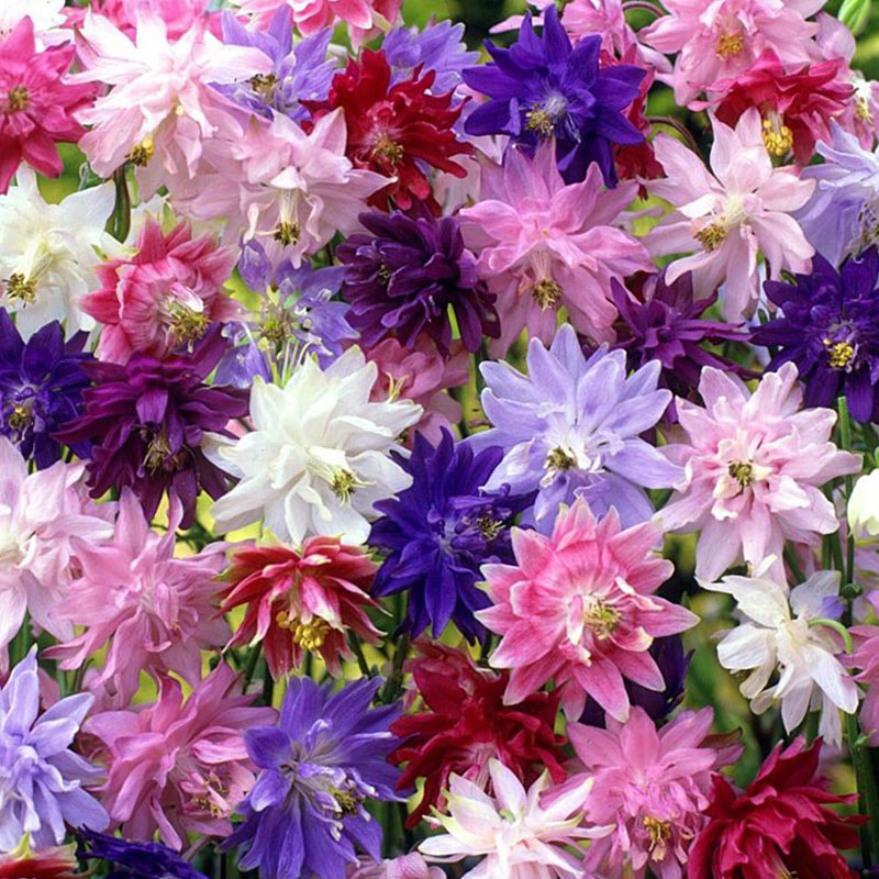 「坠入凡间精灵帽」巴洛特耧斗菜重瓣牡丹血见愁如星空坠落的星冠