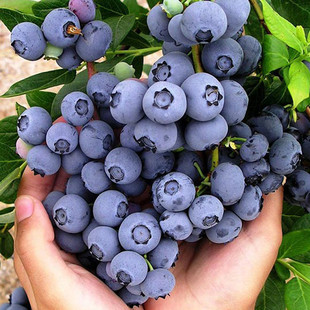 蓝莓苗盆栽地栽果树苗南方北方种植四季 蓝莓树苗带土发货当年结果