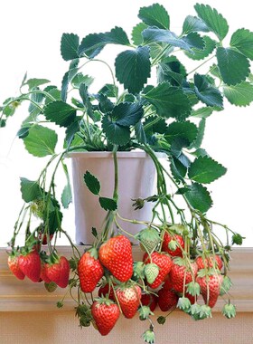 四季草莓苗奶油红颜盆栽草莓苗庭院地栽阳台南方北方种植十棵