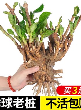 Hydrangea Old Pile Seedlings Endless Summer Hydrangea Potte