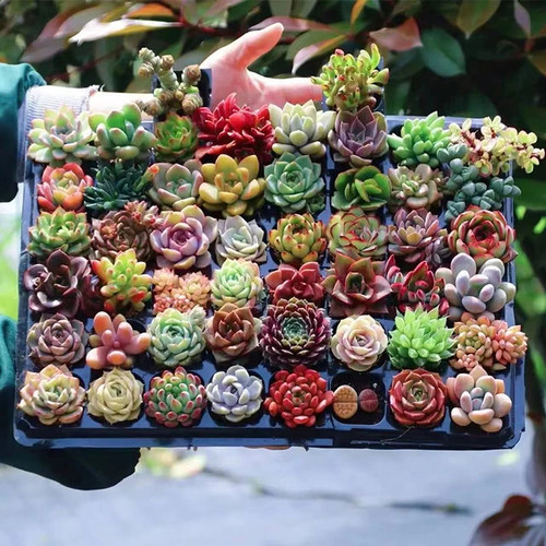 Buy various succulent plants in bulk and they are easytogrow