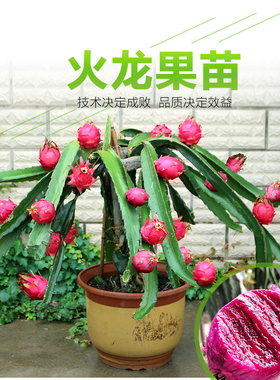 红心火龙果黄肉阳台南方果树结果