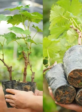 蓝宝石葡萄苖阳台盆栽红提葡萄树苖夏黑无子葡萄苖南方种植果树苖