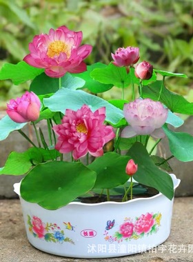 Supply Bowl Lotus Lotus Water Lilies Potted Fish Tank Hydro