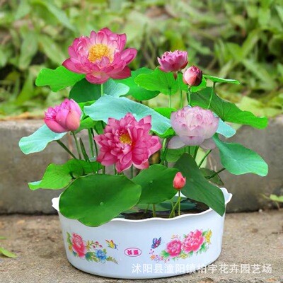 Supply Bowl Lotus Lotus Water Lilies Potted Fish Tank Hydro