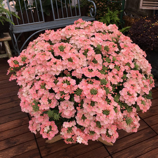 Selling seeds of beautiful cherry blossoms, easy to grow