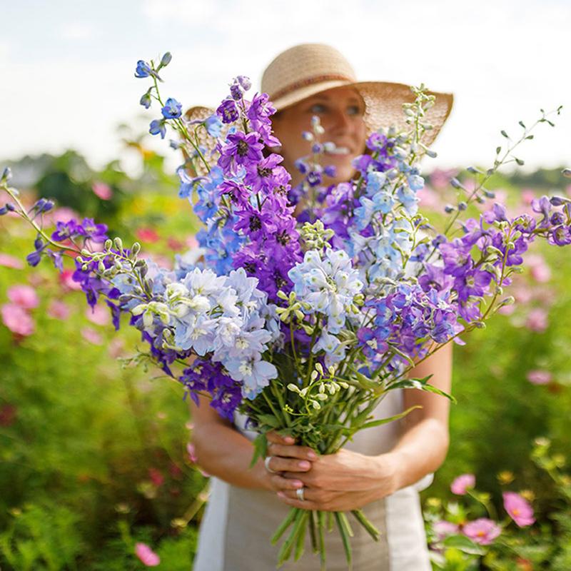 象征“永恒的爱与倾慕”飞燕草大花翠雀千鸟草品种轻盈飘逸如燕羽