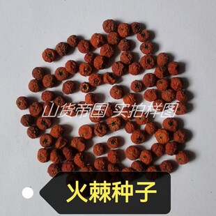 火棘种子(火把果、救军粮、赤阳子、红子、豆金娘、水搓子)包邮