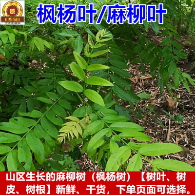 枫杨叶麻柳树叶根苗种子包邮