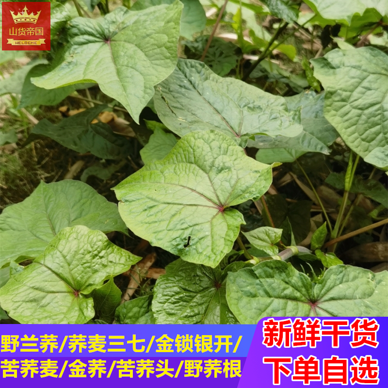 四川新鲜野兰荞根中药材苦荞头野荞麦根 苦荞麦叶杆根苗 种子种球