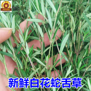 现采新鲜白花蛇舌草500g只发顺丰 羊须草蛇总管蛇舌草 另有半枝莲