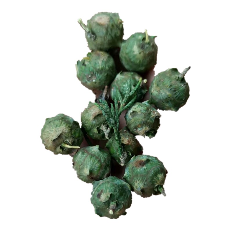 新鲜柏树果 柏树子500g包邮柏树籽泡酒药用 做柏子香侧柏果中药材