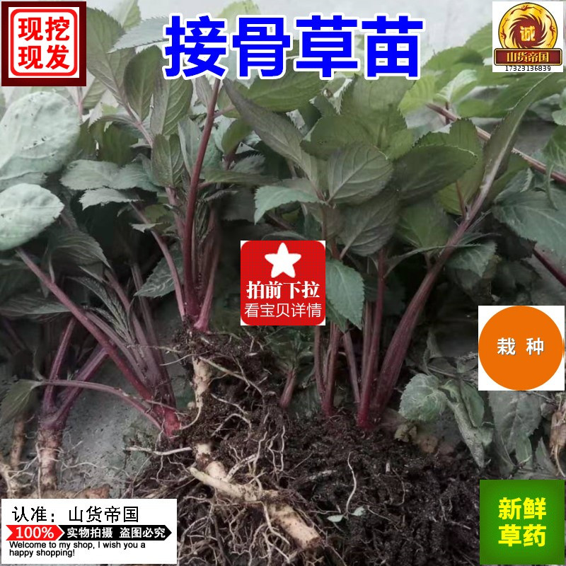 新鲜陆英接骨草苗5株包邮 蒴藋排风藤八棱麻大臭草走马风地栽盆栽