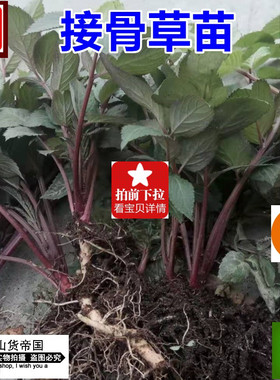 接骨草栽种根八棱麻种子包邮