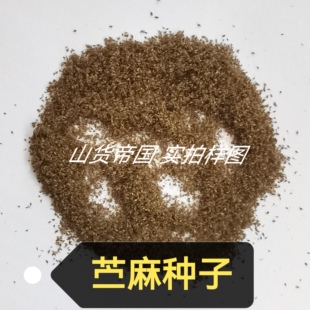 苎麻种子(白麻、白叶苎麻、中国草、圆麻、野麻)种籽包邮播种用