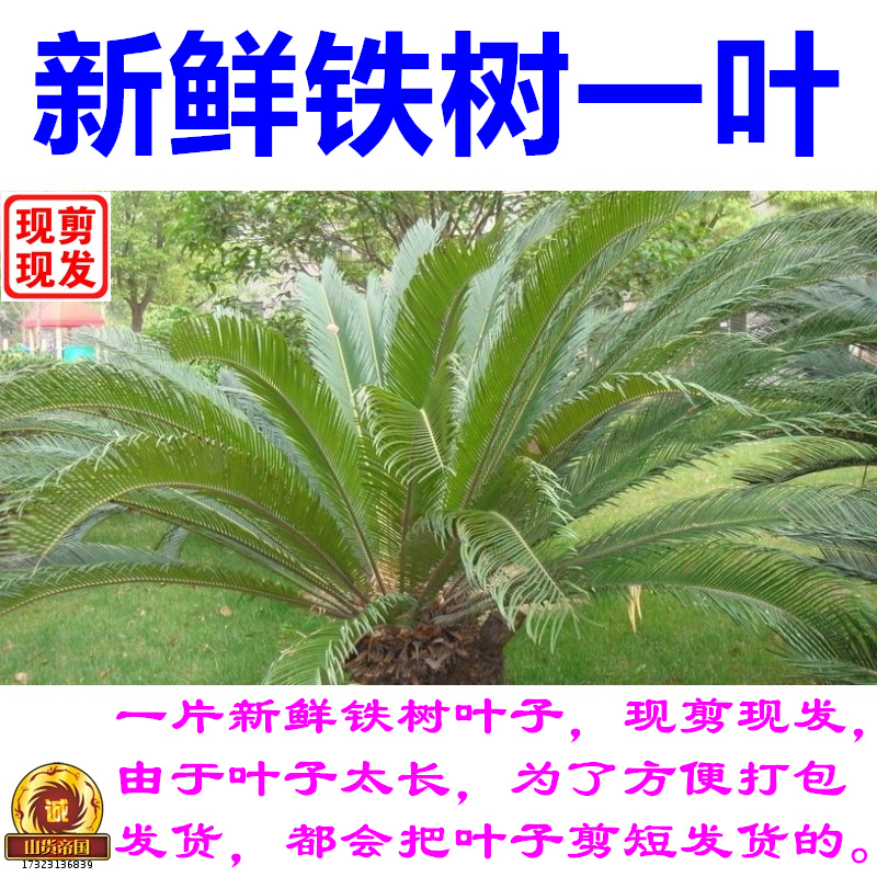 铁树一叶 新鲜铁树叶子一片 现剪1张铁树叶 另有半枝莲白花蛇舌草