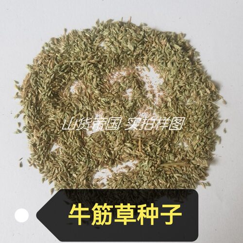 牛筋草种籽蟋蟀草种子包邮