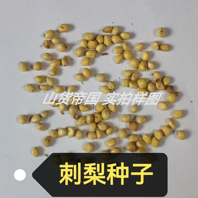刺梨种子(茨梨籽、缫丝花、山王果、刺莓果、刺菠萝)包邮播种用途