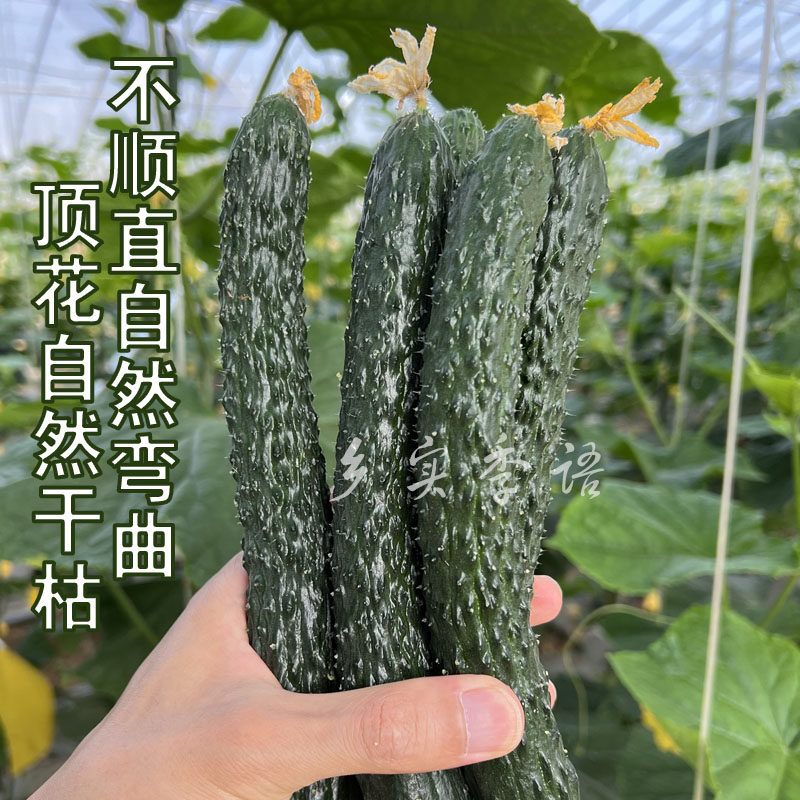 南京新鲜刺黄瓜现摘现发不涩嘴减脂低卡无激素青皮绿瓤自然熟清甜