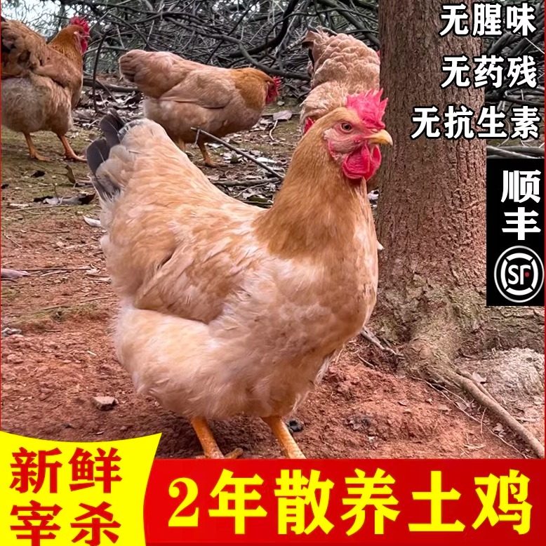 老母鸡土鸡农家散养走地鸡正宗草鸡笨鸡滋补月子鸡孕妇鸡整只发货,水产肉类/新鲜蔬果/熟食,整鸡/整鸡制品,淘宝优惠券,粉丝福利购,淘宝优惠卷