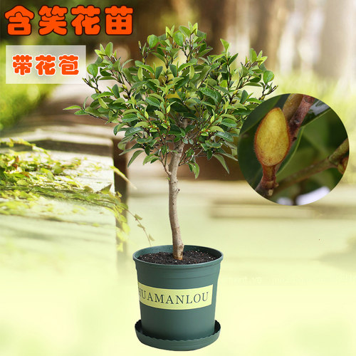 含笑树苗 四季种植 浓香花卉含笑花苗 含笑花卉盆栽当年开花