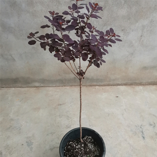 烟树 美国红栌 香山红叶黄栌 棒棒糖造型 美国紫叶红栌 彩叶树种