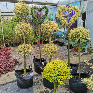 高杆爱心步步高造型柠檬之光川滇蜡树亮金女贞金姬小蜡棒棒糖盆栽