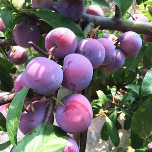 盆栽李子树苗嫁接蜂糖黑布林大李子新品西梅南北种植当年结果