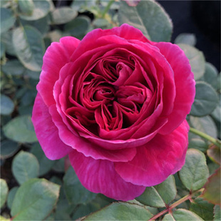 伊芙酒窖大花浓香灌木月季花苗浓浓的红酒香阳台绿植玫瑰花卉盆栽