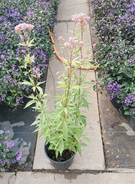 大麻叶泽兰灌木花苗花境植物庭院阳台多年生宿根花卉耐热耐寒盆栽