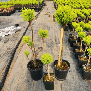 香松棒棒糖造型盆栽 多球 塔型 小圣诞树 四季常青美观的盆栽植物