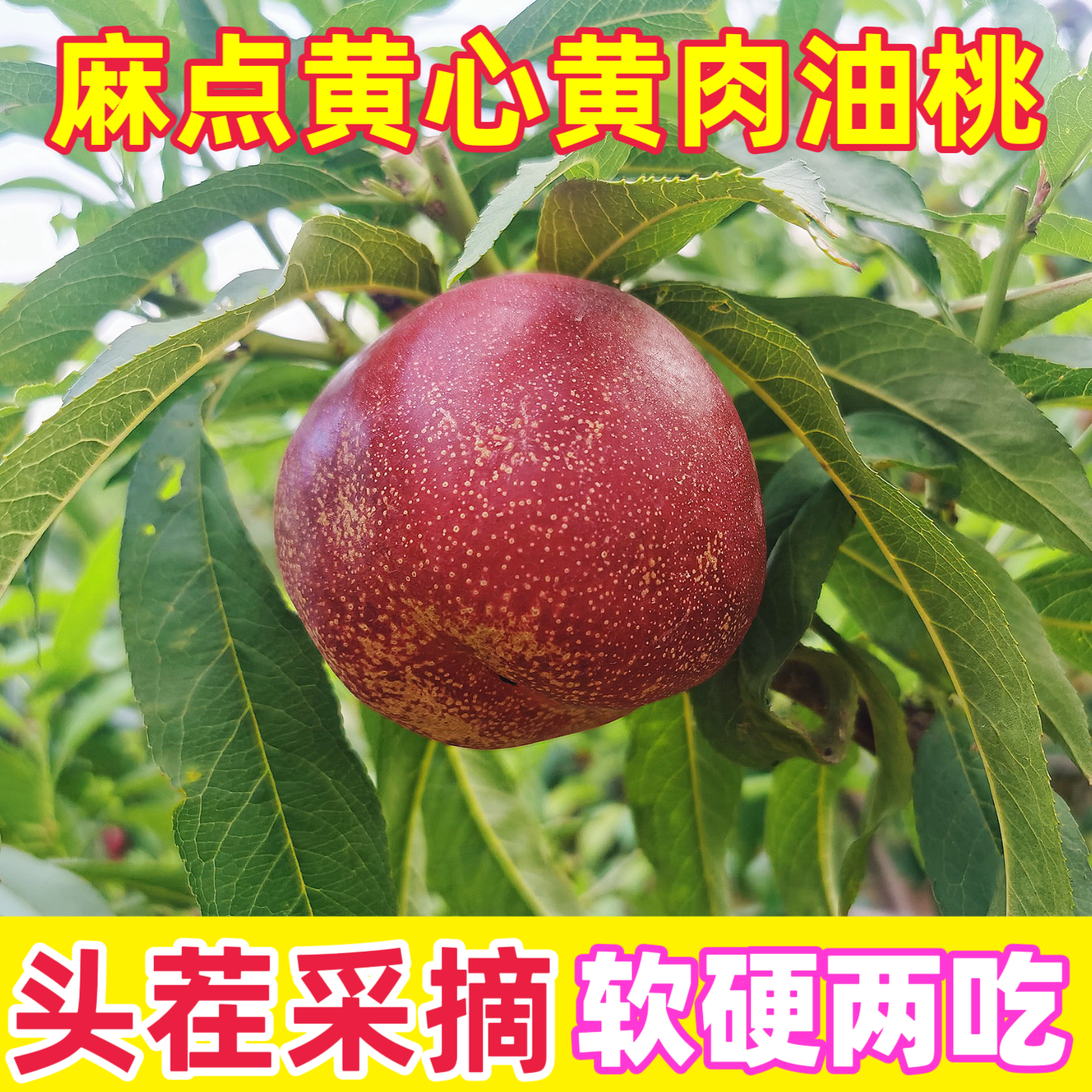 山东临沂麻点露天陆地油桃新鲜当季脆甜软甜两吃黄肉黄心蜜桃