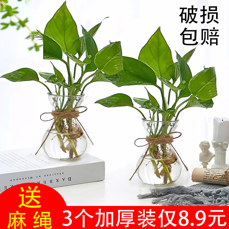 风信子装饰花瓶植物创意水培容器透明玻璃瓶花盆瓶插养花植物器皿 鲜花速递/花卉仿真/绿植园艺 花瓶 原图主图