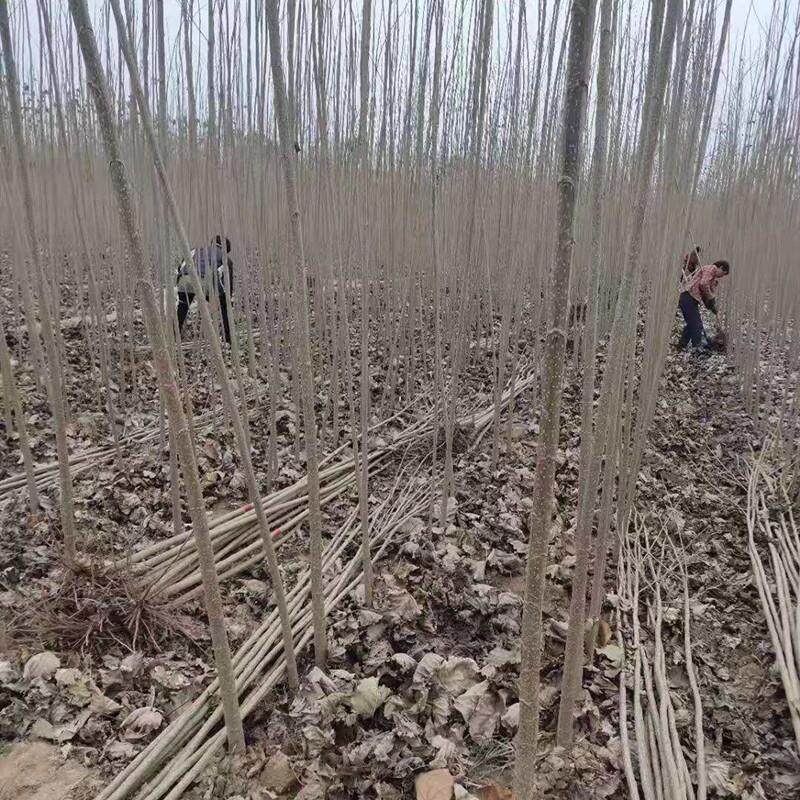 杨树能种在院子里面吗,_大山谷图库