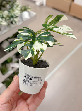 北欧慵懒家装饰品小龟背竹