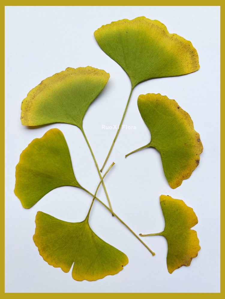 银杏叶干花押花压花真树叶贴画 植物标本教学diy儿童手工材料滴胶