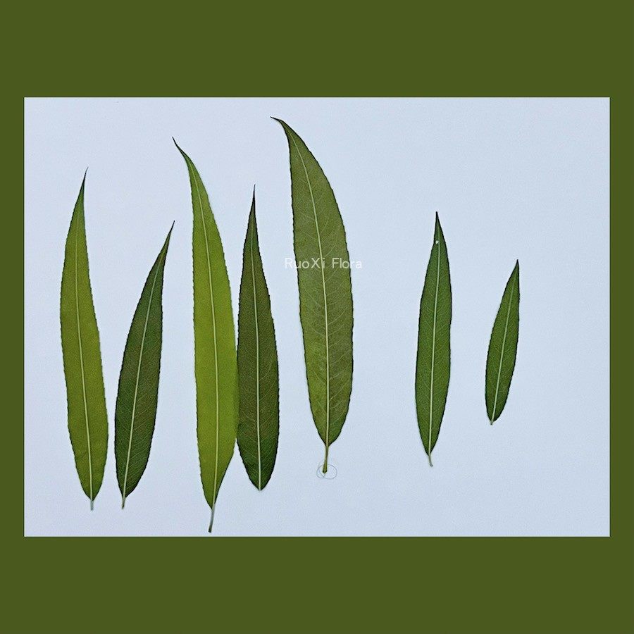 柳树叶植物标本披针形教学幼儿园手工贴画儿童diy压花押花材料包