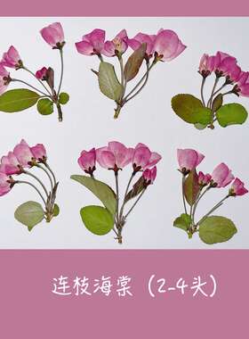 垂丝海棠新品 侧枝原色押花压花干花真花标本押花画植物标本滴胶