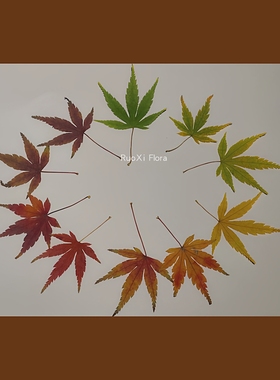 黄色干枫叶真树叶标本压花植物手工干花diy材料枫叶道具秋叶装饰