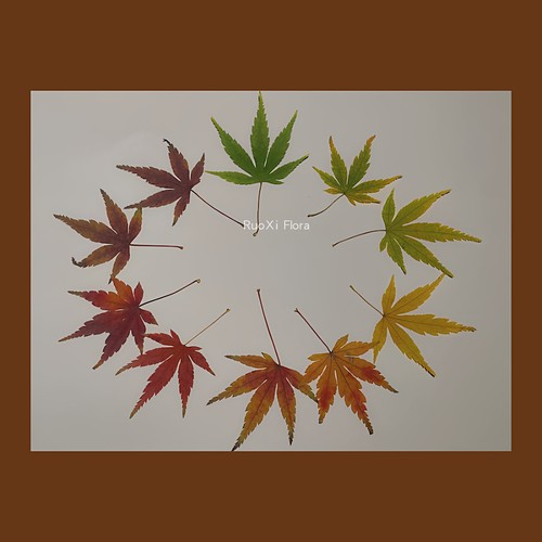 枫叶真树叶压花植物标本