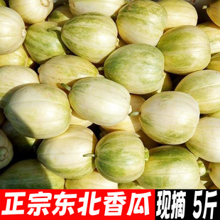 东北香瓜新鲜京密瓜现摘甜瓜脆甜白皮花皮白糖罐蜜瓜当季水果特产