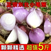 东北正宗小毛葱头珠葱圆葱农家新鲜蔬菜鬼子葱大毛葱红葱头洋葱