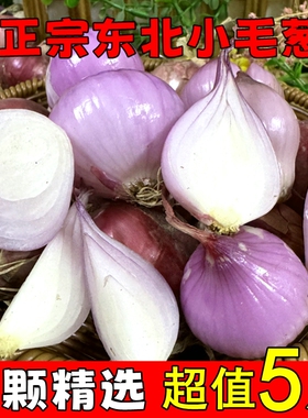 东北正宗小毛葱头珠葱圆葱农家新鲜蔬菜鬼子葱大毛葱红葱头洋葱
