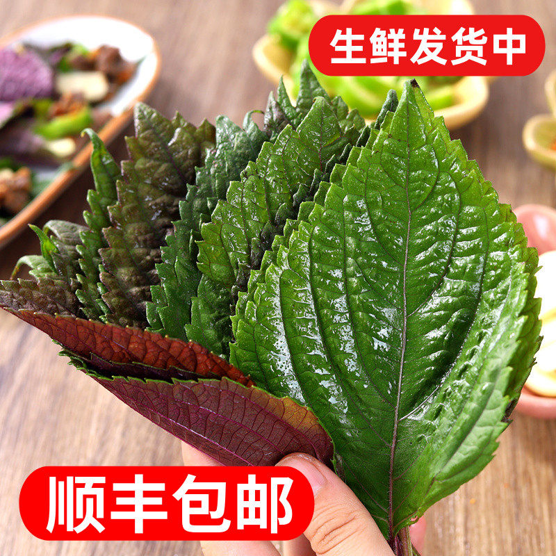 东北辽宁即食新鲜苏子叶韩国烤肉绿色蔬菜嫩叶紫苏叶青菜蘸酱菜