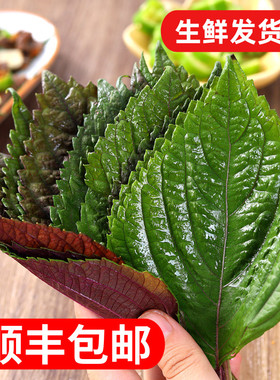 东北辽宁即食新鲜苏子叶韩国烤肉绿色蔬菜嫩叶紫苏叶青菜蘸酱菜
