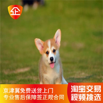 柯基犬幼犬纯种黄白色威尔士小犬舍 相关商品 价格 图片 优惠券 柯基犬幼犬纯种黄白色威尔士小犬舍相关淘宝天猫折扣查询