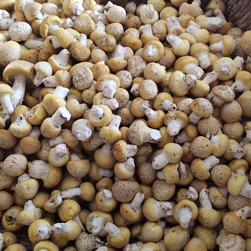 顺丰包邮青海祁连野生黄蘑菇新鲜祁连黄菇空运包邮