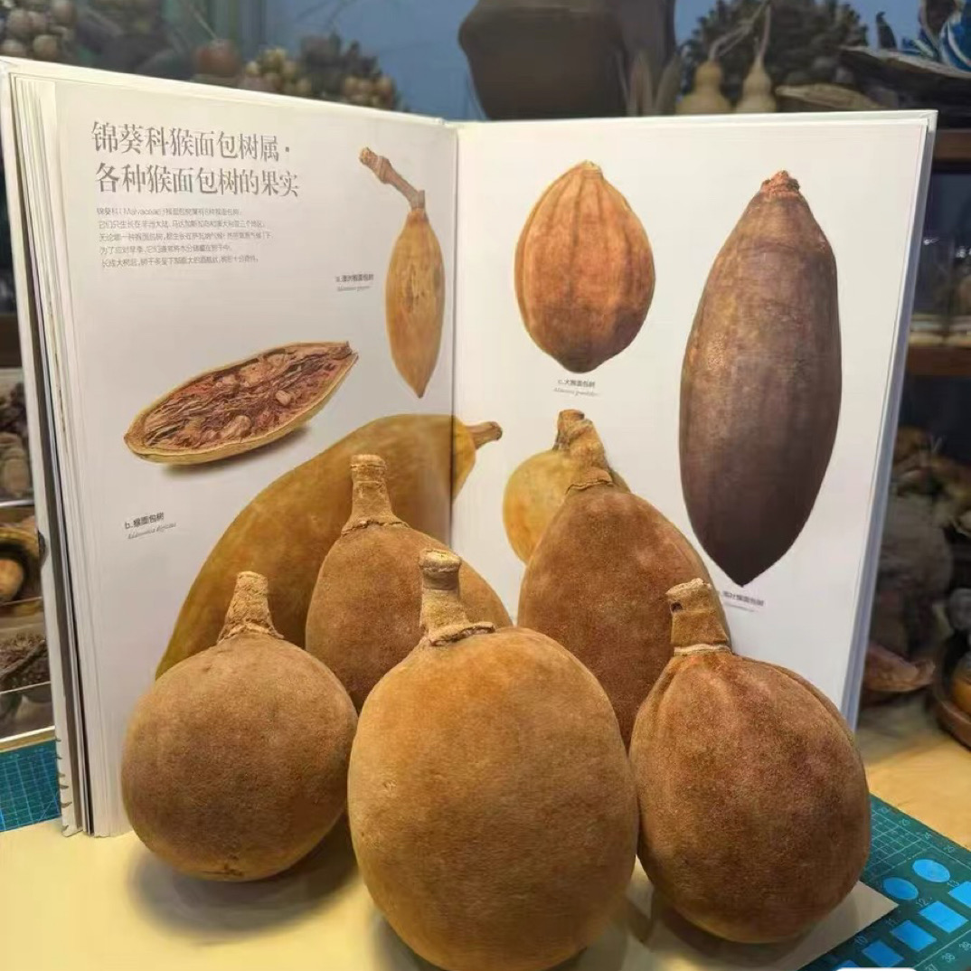 非洲猴面包果一个包邮去壳