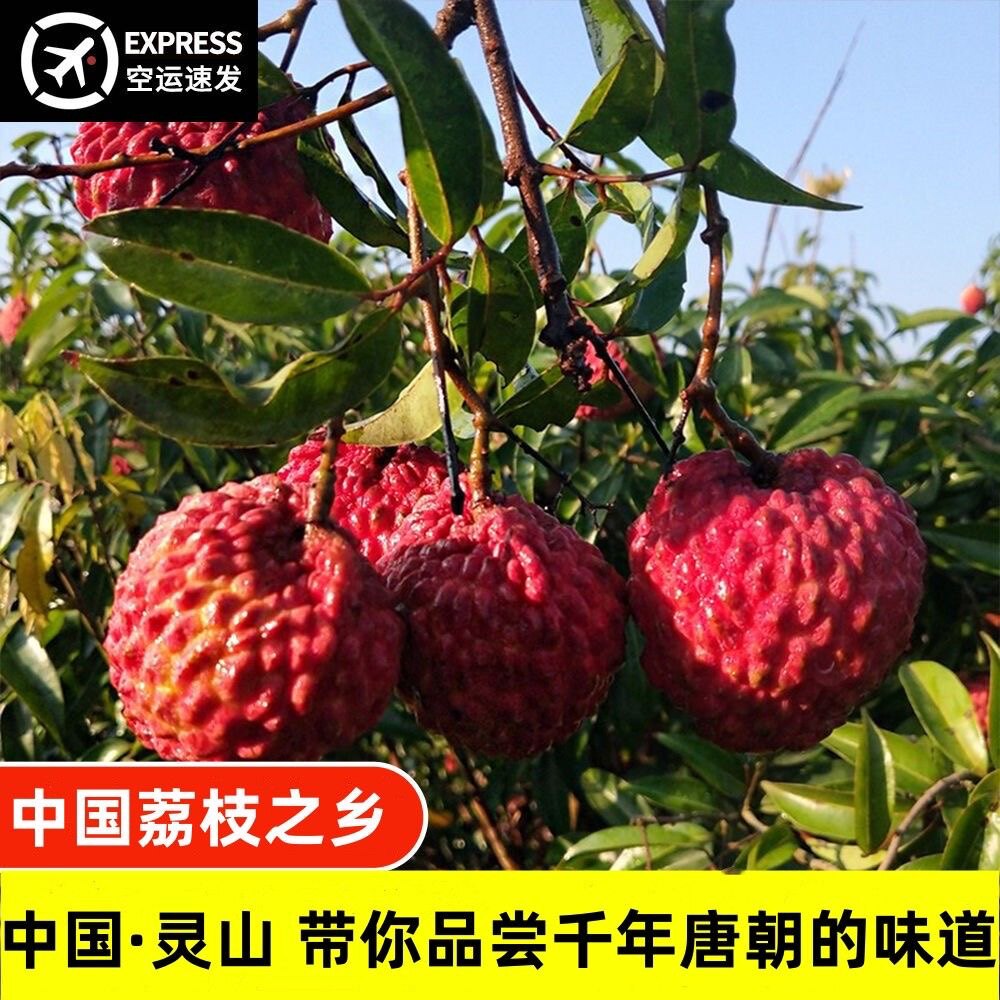 广西灵山千年新鲜荔枝大果现货妃荔枝